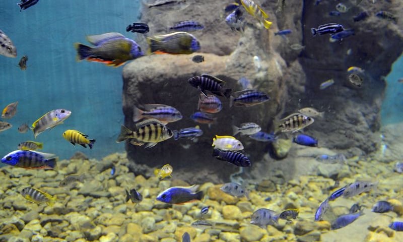 Coraz więcej wody, ryb i krabów w Afrykarium-Oceanarium