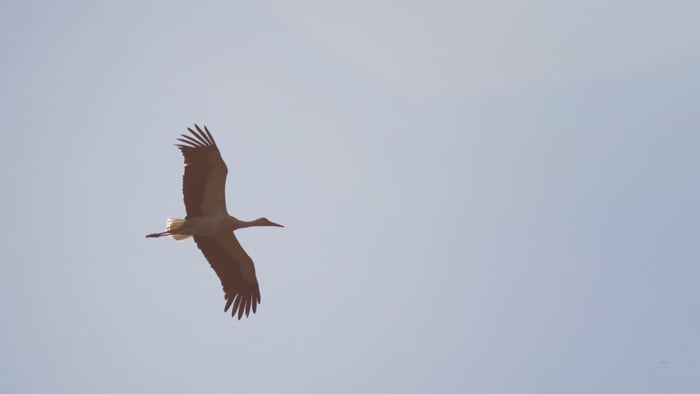 Imprezy dla ornitologów-pasjonatów