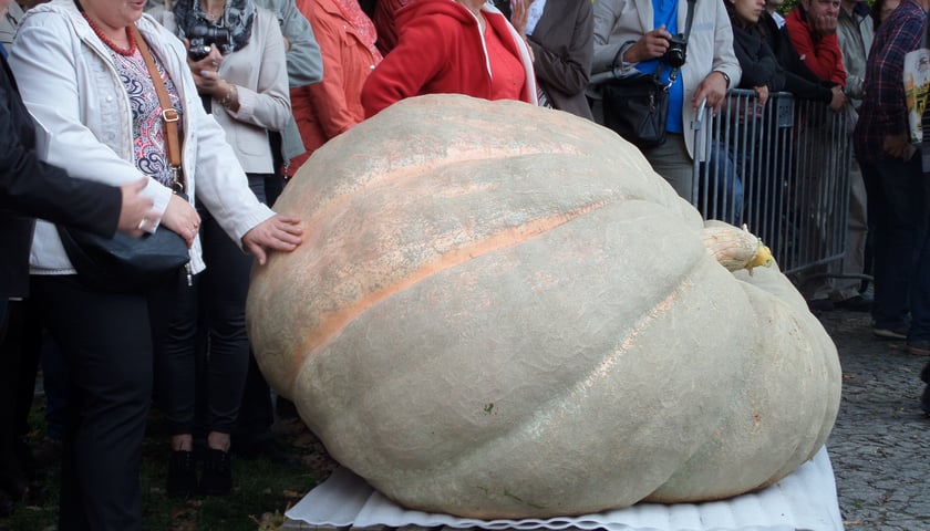 Dyniowy rekord Polski we Wrocławiu!