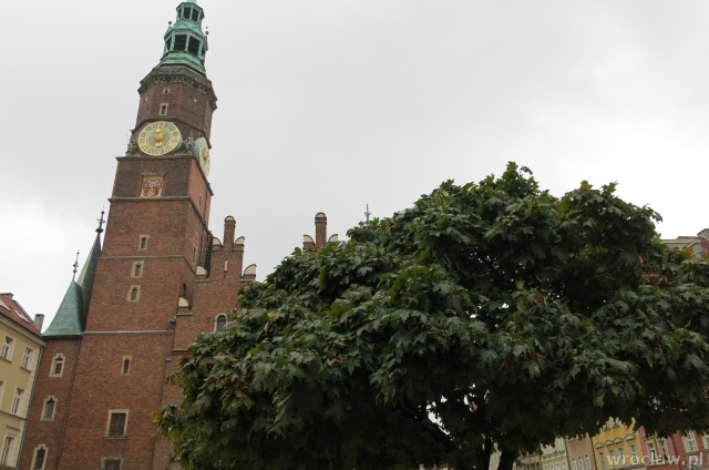 390 tys. nowych drzew we Wrocławiu