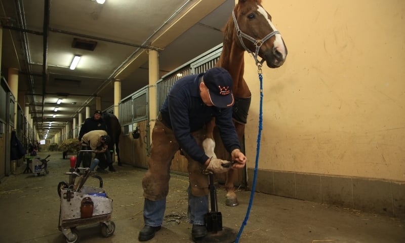Konie wrocławskiej straży miejskiej gotowe do zimy