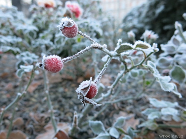 Jeszcze mroźno, ale będzie cieplej