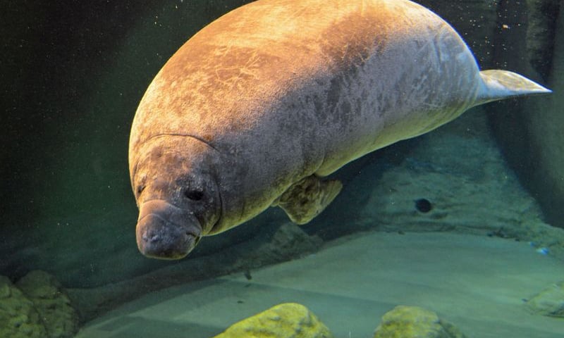 Narzeczona dla manatów w Afrykarium