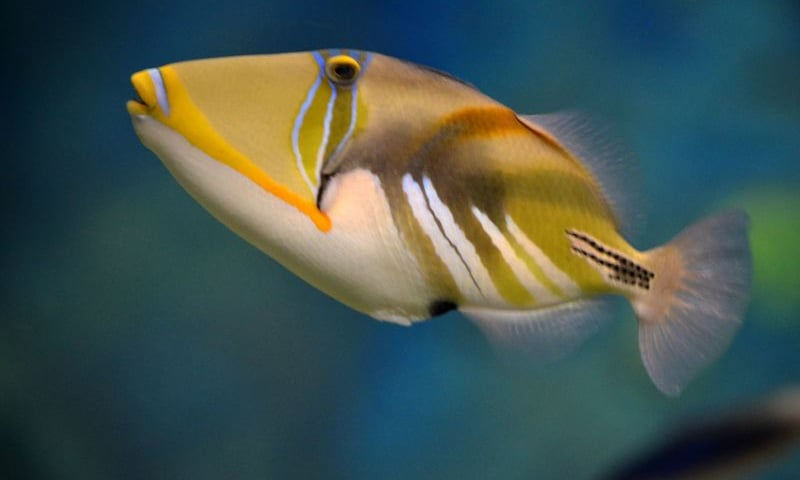 Afrykarium na Nowy Rok