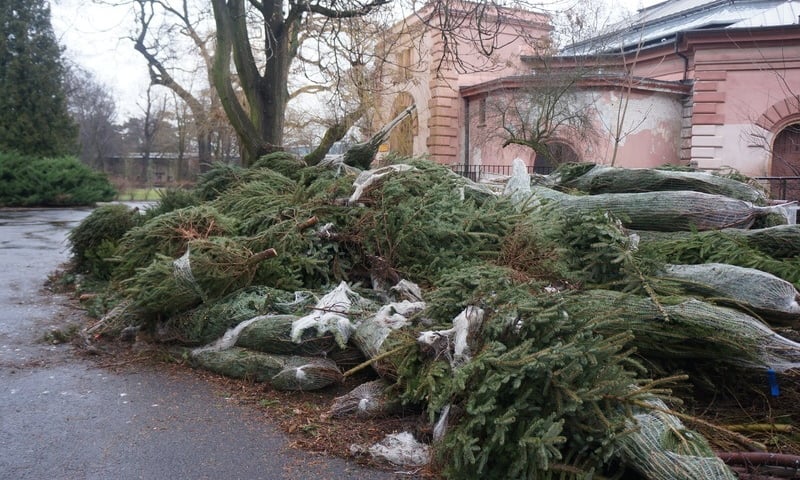 Zasypali zoo choinkami