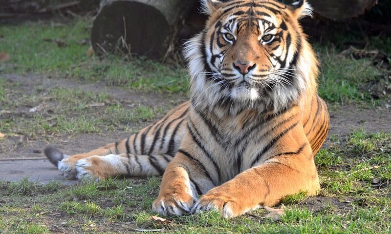 Przedwiośnie w zimowym zoo [ZDJĘCIA]