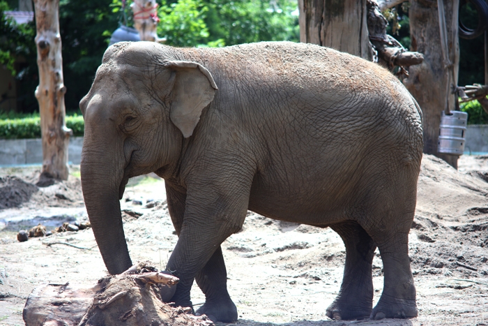 Dzień Dziecka po angielsku w zoo