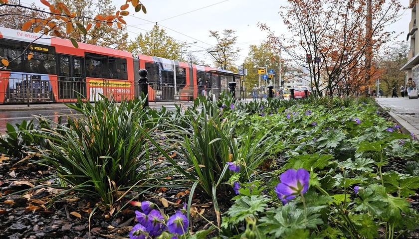 Krzewy świdośliwy oraz kwiaty i mniejsze rośliny na ul. Kołłątaja w rejonie  skrzyżowania z Podwalem.