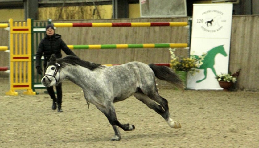 Zobacz ogiery na Partynicach [ZDJĘCIA]