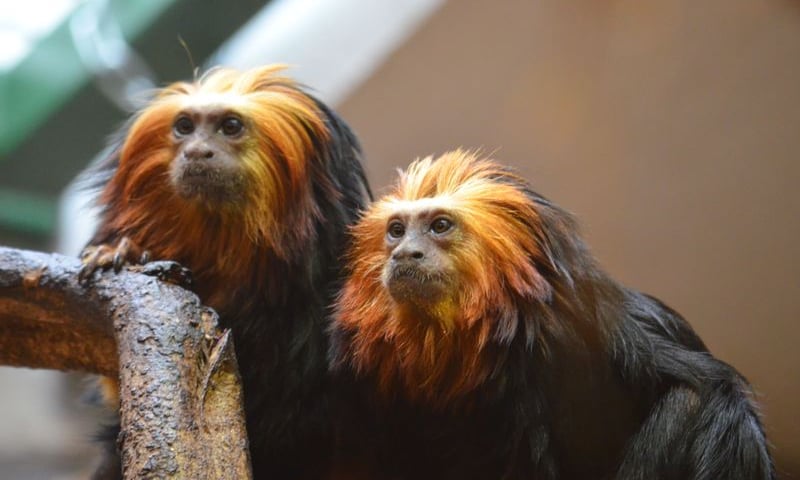 Pierwsze narodziny w zoo dwóch zagrożonych gatunków