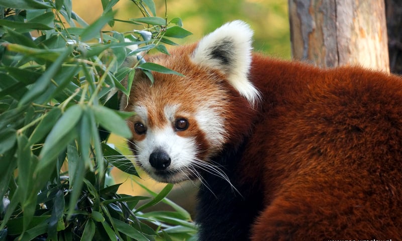Firefox pod ochroną - wrocławskie zoo świętuje dzień pandy małej