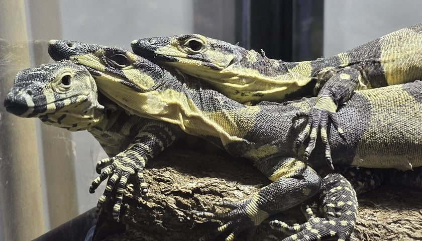 Trzy warany kolorowe w terrarium w ZOO we Wrocławiu