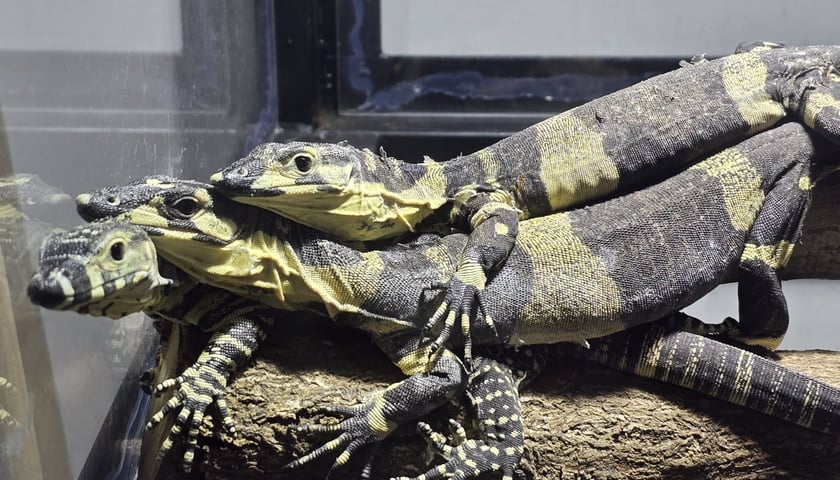 Warany kolorowe przyjechały do wrocławskiego ZOO z ogrodu w Niemczech