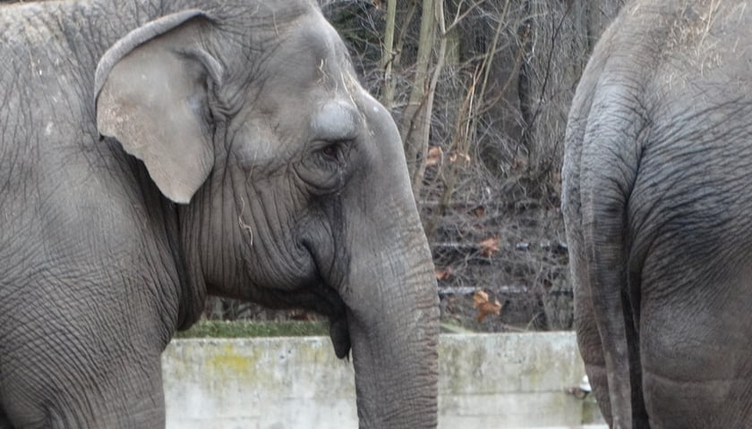Historia wojenna: Rozstrzelanie słoni w ZOO