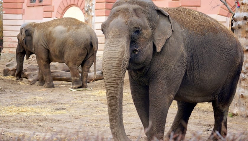 Powiększ obraz: Toto i Birma, słonice z Zoo Wrocław