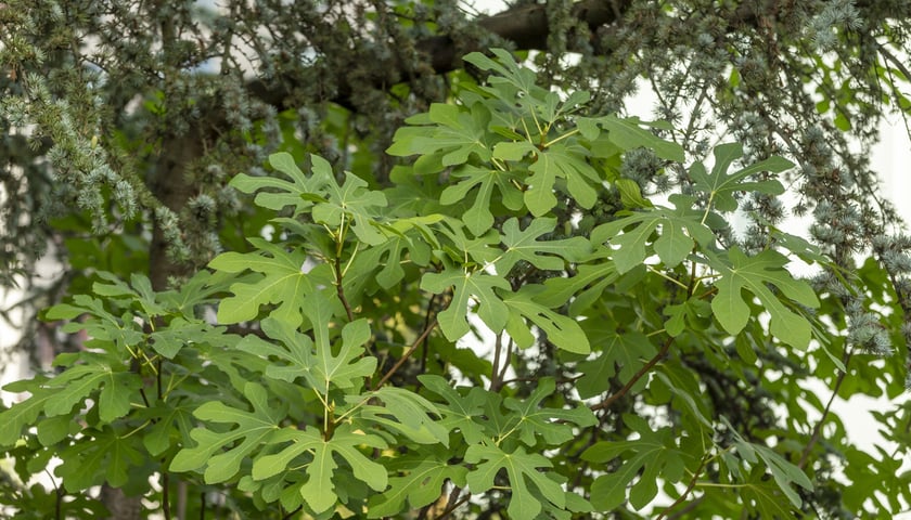 W Ogrodzie Botanicznym we Wrocławiu rośnie mnóstwo ciekawych roślin