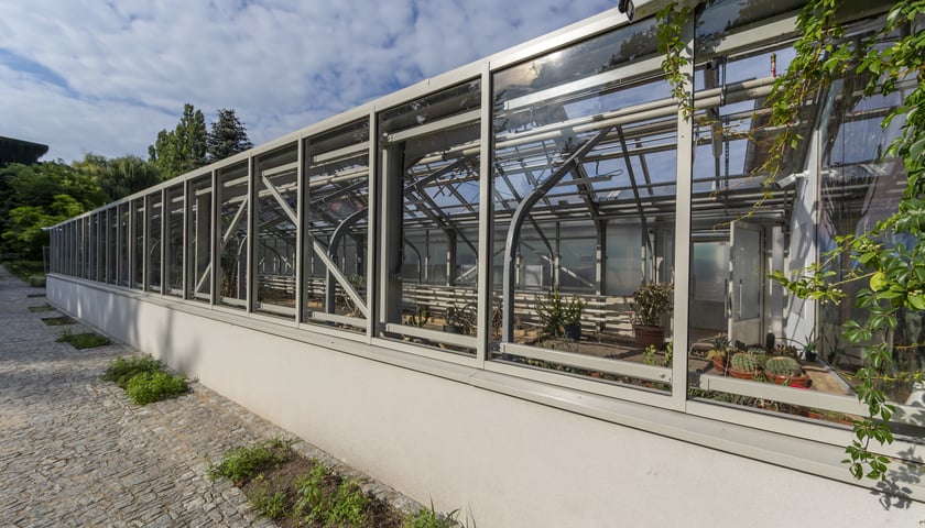 Trwa remont zabytkowych szklarni w Ogrodzie Botanicznym. Wewnątrz znajduja się już pierwsze rośliny