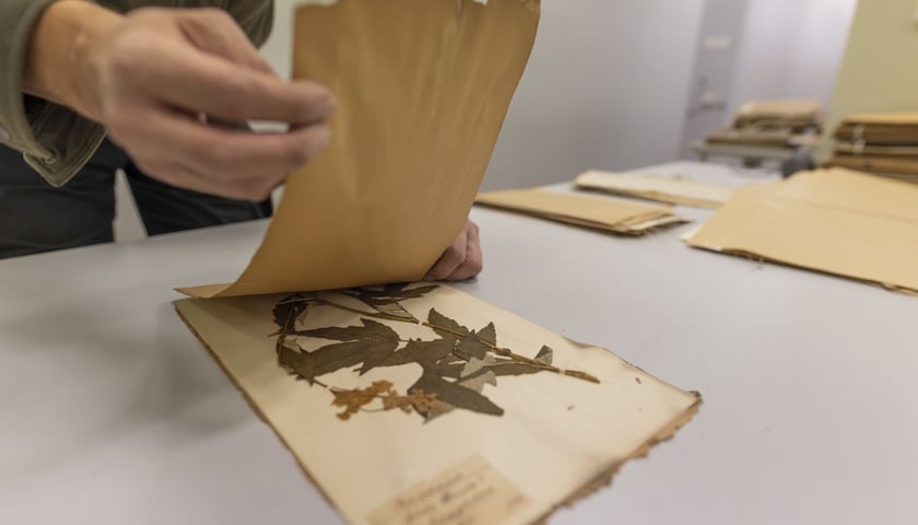 Herbarium. Muzeum Przyrodniczego Uniwersytetu Wrocławskiego