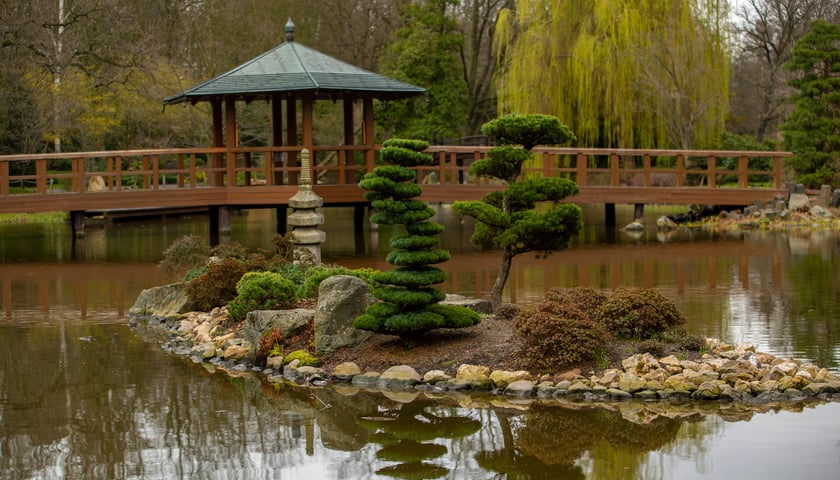 Powiększ obraz: Ogród Japoński ma przepiękny staw, w którym pływają karpie.