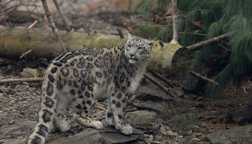 ZOO Wrocław i Afrykarium to jedna z najbardziej znanych atrakcji dla dzieci we Wrocławiu! Koniecznie tu wpadnij!