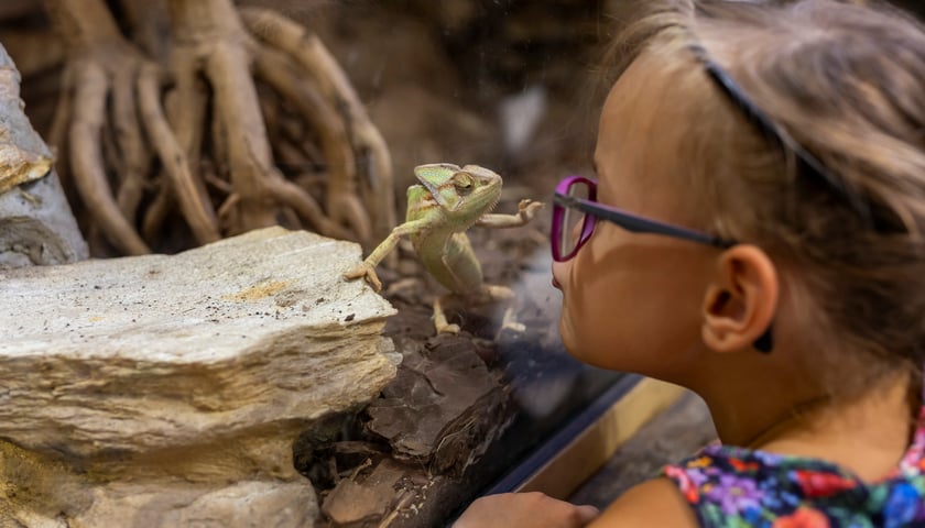 Powiększ obraz: ZOO Wrocław - dziewczynka oglądająca jaszczurkę