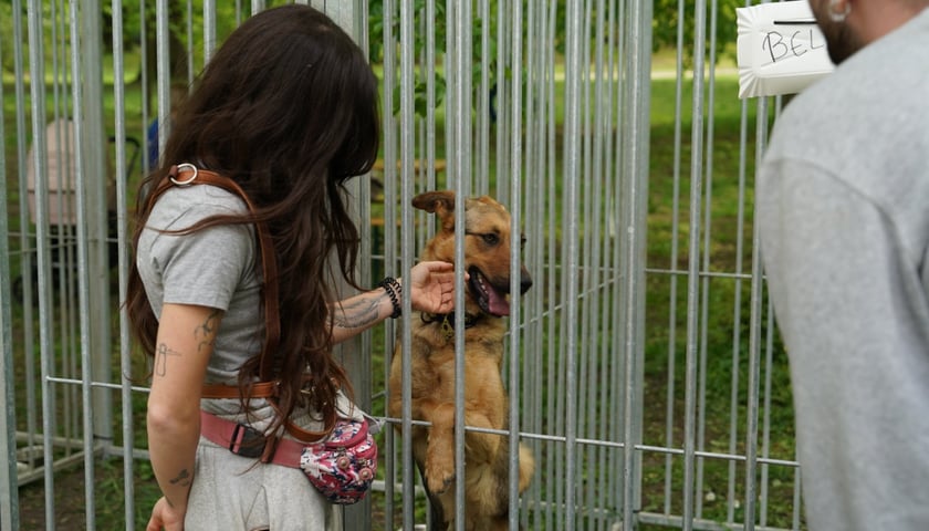 Piknik Adopcyjny Fundacji Centaurus w Parku Południowym