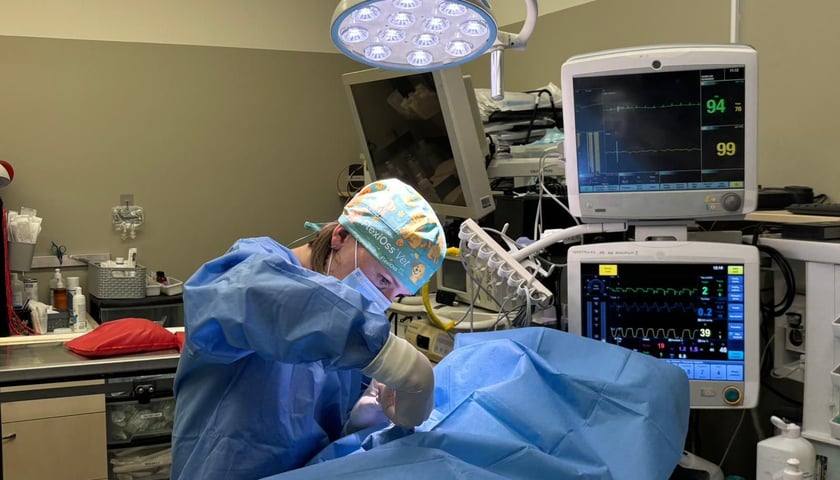 Powiększ obraz: <p>Kotkę operowali lekarze ze SkyVet Clinic</p>