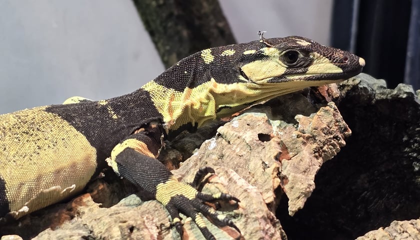 Powiększ obraz: Waran kolorowy - nowy mieszkaniec ZOO we Wrocławiu