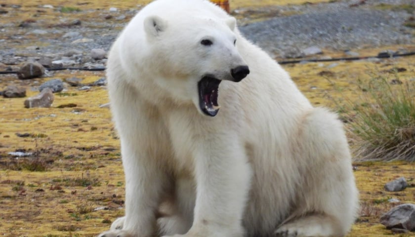 Powiększ obraz: <p>Niedźwiedź polarny w pobliżu Polskiej Stacji Polarnej Hornsund na Spitsbergenie</p>