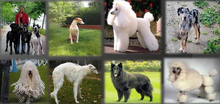 Casting do musicalu „Nine”. Szukają psa!