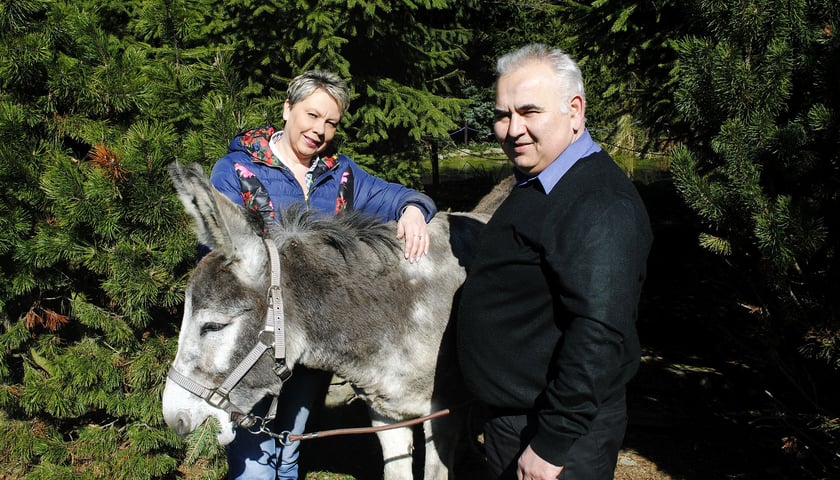 Katarzyna i Jerzy Słupscy ze swoim osiołkiem