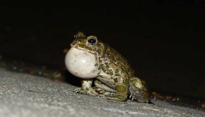 <p>Śpiewająca ropucha zielona</p>