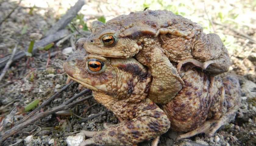 <p>Ropucha szara</p>