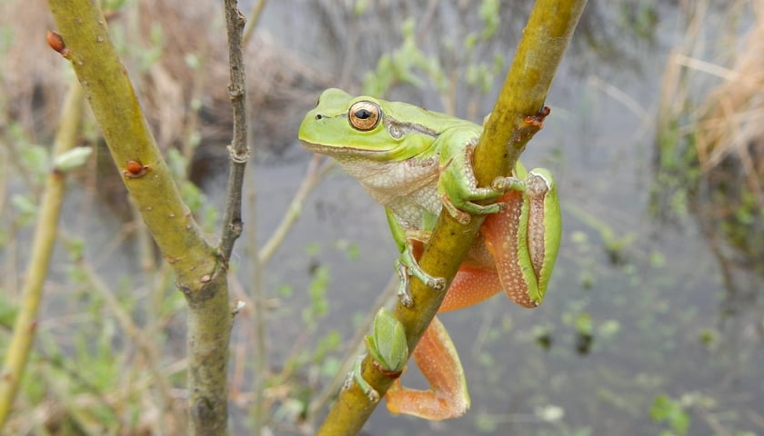 <p>Rzekotka drzewna</p>