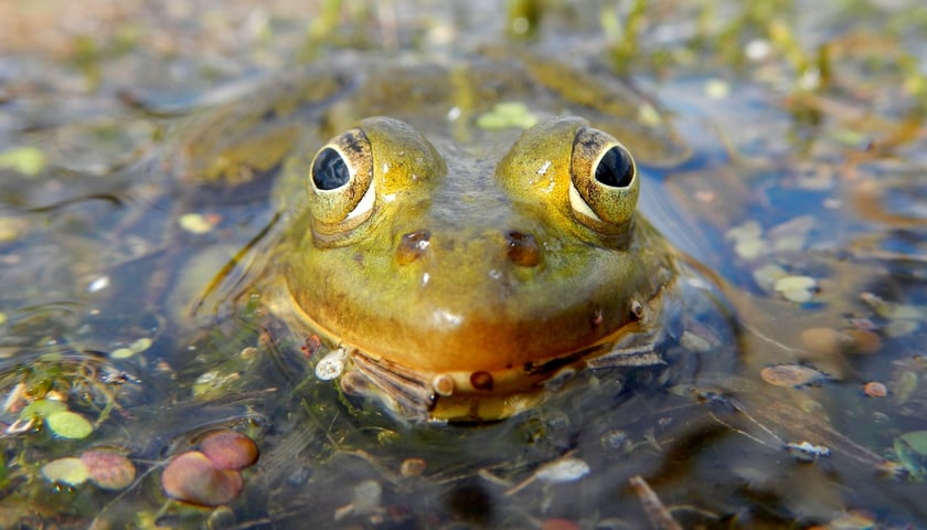 <p>Żaba zielona</p>