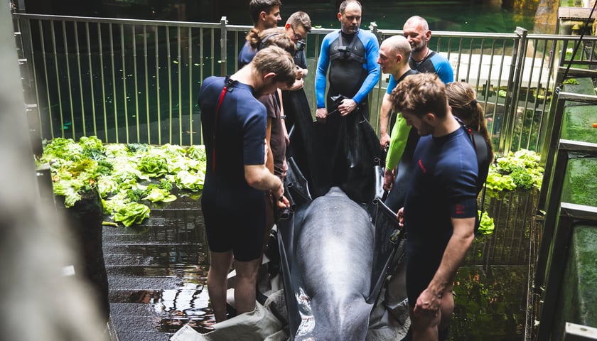Przygotowania do transportu manata Ambrożego
