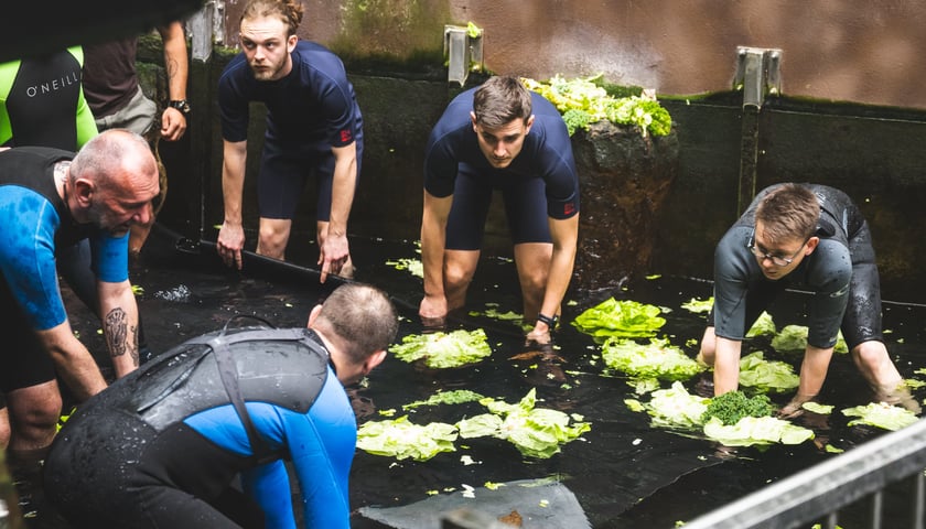 Przygotowania do transportu manata Ambrożego