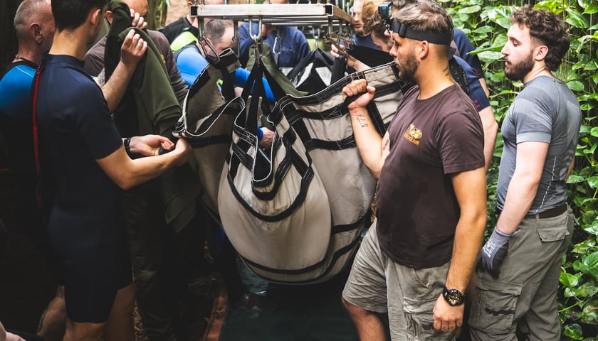 Przygotowania do transportu manata Ambrożego