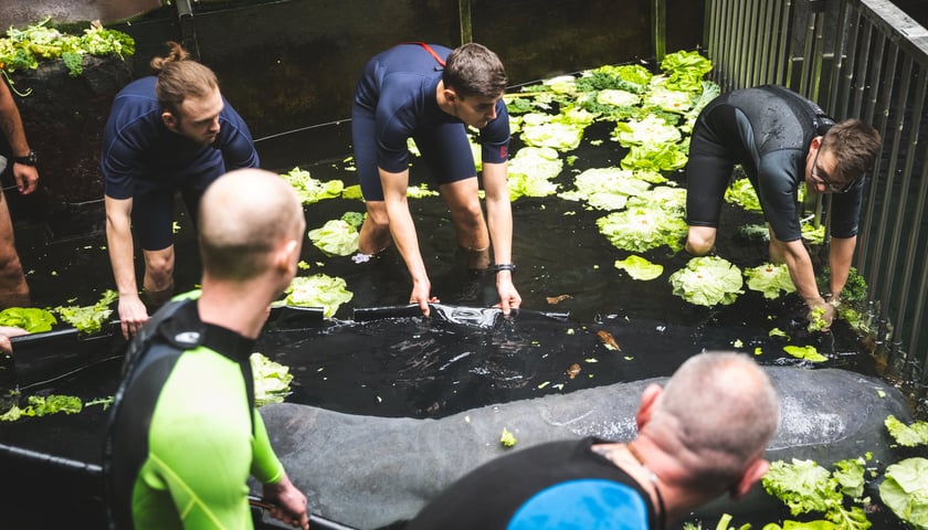 Przygotowania do transportu manata Ambrożego