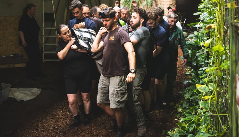 Przygotowania do transportu manata Ambrożego