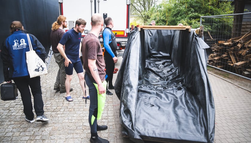 Przygotowania do transportu manata Ambrożego