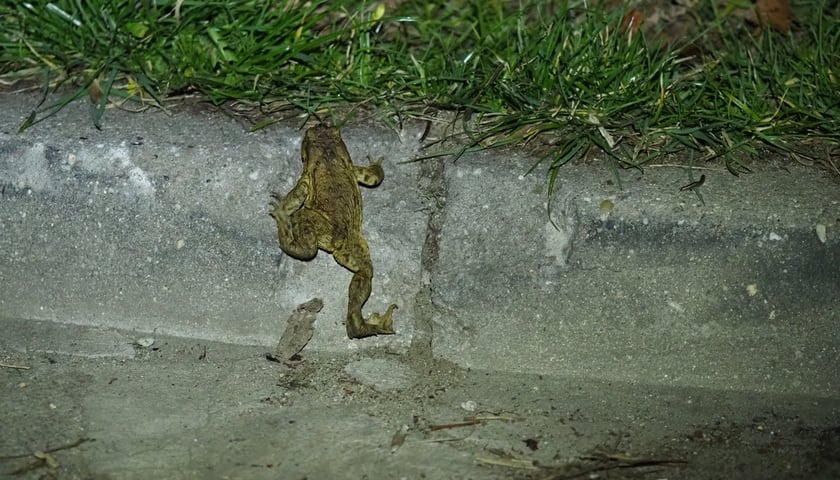 <p>Ropucha szara wspinająca sie na krawężnik</p>