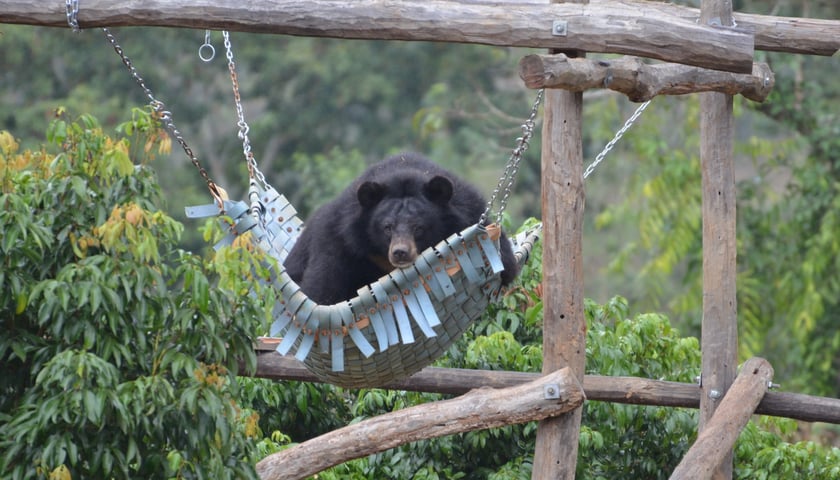 <p>Niedźwiedź w ośrodku rehabilitacji Free The Bears</p>