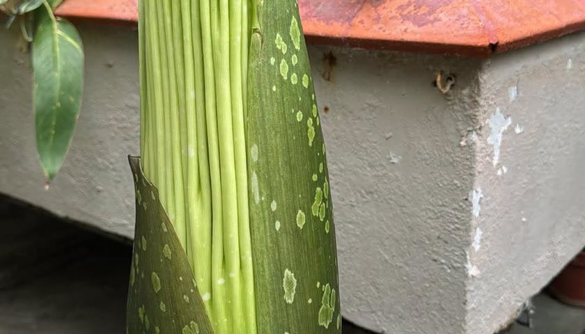 Historia dziwidła olbrzymiego w Ogrodzie Botanicznym UWr