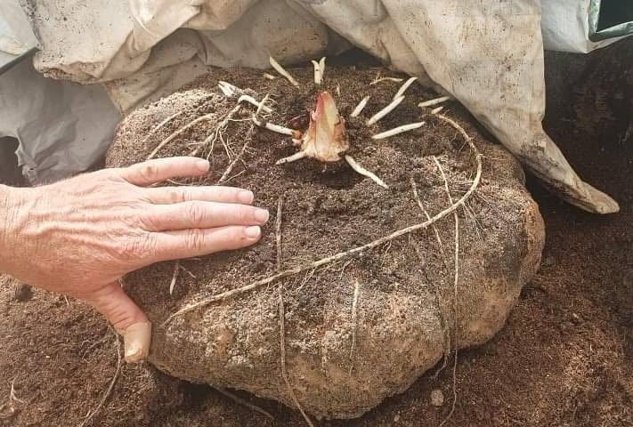 Historia dziwidła olbrzymiego w Ogrodzie Botanicznym UWr