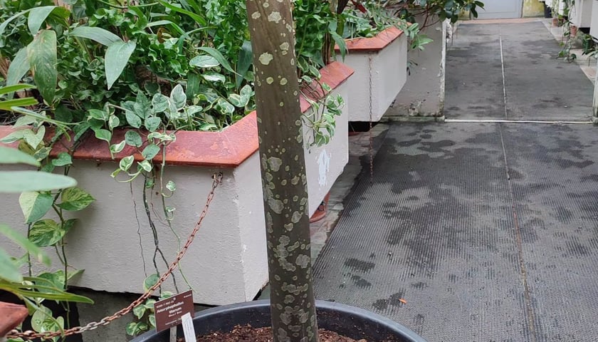 Historia dziwidła olbrzymiego w Ogrodzie Botanicznym UWr