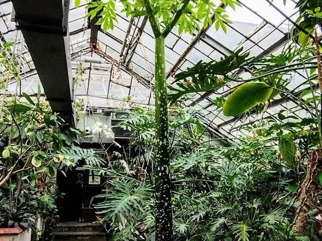 Historia dziwidła olbrzymiego w Ogrodzie Botanicznym UWr