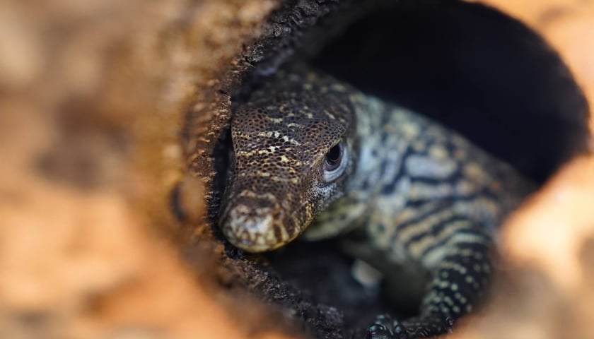 Młody waran z Komodo, który wykluł się we wrocławskim zoo