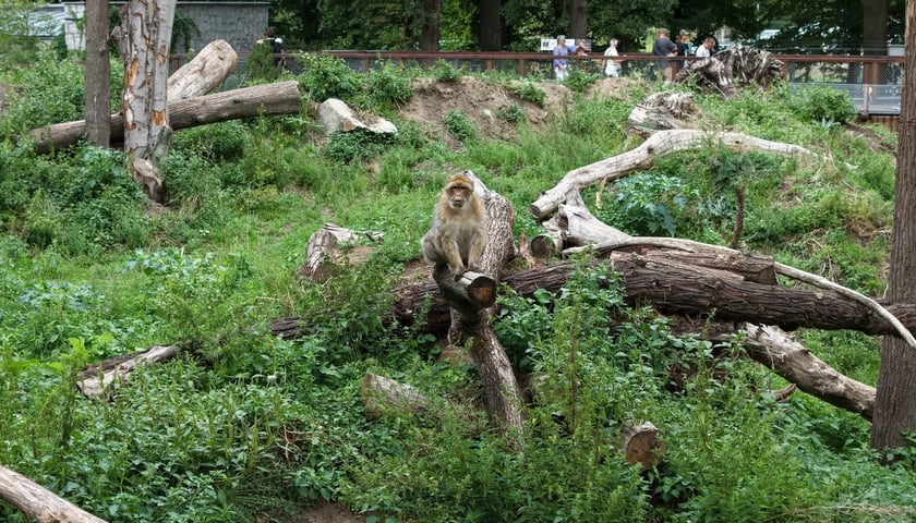 Wybieg magotów we wrocławskim zoo, sierpień 2026