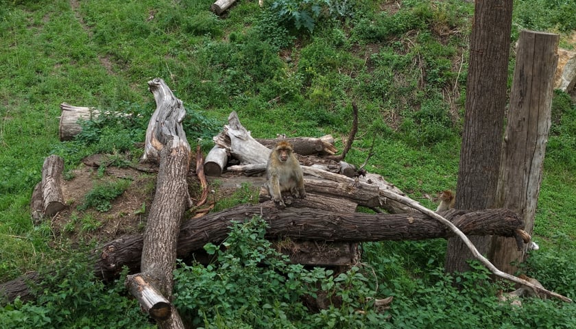 Wybieg magotów we wrocławskim zoo, sierpień 2026